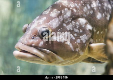 Close-up headshot of a large Dusky Grouper (Epinephelus marginatus) fish swimming underwater in the sea Stock Photo