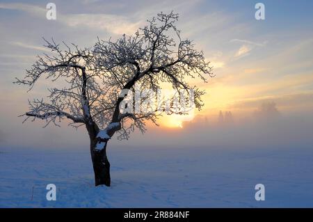 Sunrise with snow at Maulbronn, morning mood, fog with snow, dirt road with snow, sun with rays, snow, landscape Stock Photo