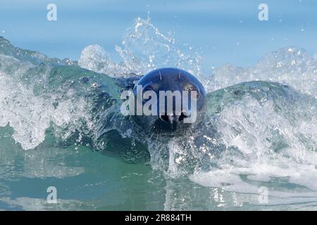 Grey (Halichoerus grypus) seal surfing a wave on the beach, Helgoland, Schleswig-Holstein, Germany Stock Photo