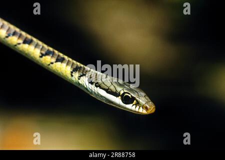 Bronze's back tree snake (Dendrelaphis tristis) captive, The Madras Crocodile Bank Trust and Centre for Herpetology near Chennai, Tamil Nadu, South Stock Photo