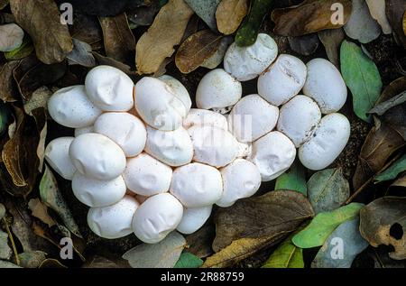Eggs of Checkered keelback water snake (Xenochrophis piscator) The Madras Crocodile Bank Trust and Centre for Herpetology near Chennai, Tamil Nadu Stock Photo