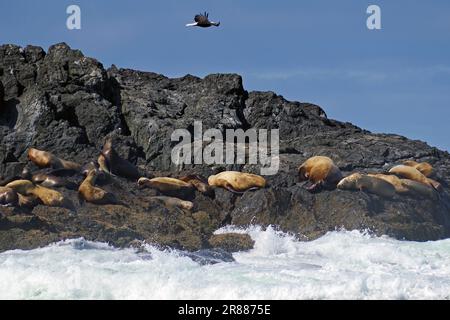 Sea lions on rocks in the surf, a bald eagle flying above, Ucluelet, Pacific, Vancouver Isalnd, British Columbia, Canada Stock Photo