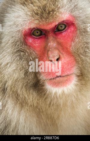 Snow monkeys, red-faced macaque (Macaca fuscata), Jigokudani, Japan Stock Photo