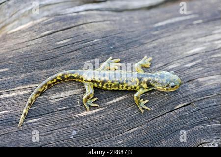 Eastern Tiger Salamander (Ambystoma tigrinum), Yellowstone national park, Wyoming, USA Stock Photo