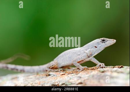 Bark anole (Anolis distichus floridanus), Florida, USA Stock Photo - Alamy