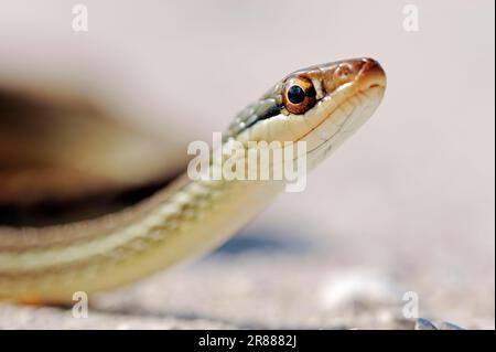 Southern Ribbon Snake, Florida, USA, Peninsula Ribbon Snake (Thamnophis sauritus sackeni), Florida Ribbon Snake, Eastern Ribbon Snake Stock Photo