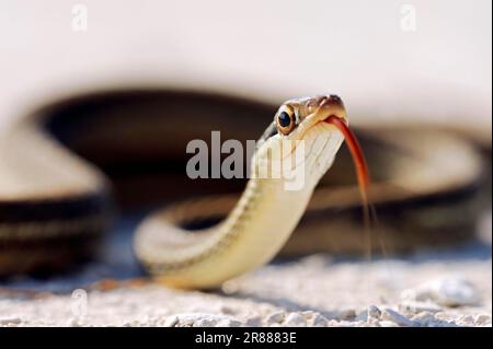 Southern Ribbon Snake, flickering its tongue, Florida, USA, Peninsula Ribbon Snake (Thamnophis sauritus sackeni), Florida Ribbon Snake, Eastern Stock Photo