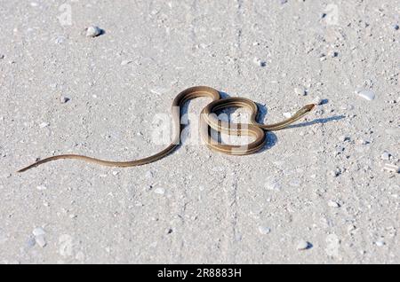 Southern Ribbon Snake, Florida, USA, Peninsula Ribbon Snake (Thamnophis sauritus sackeni), Florida Ribbon Snake, Eastern Ribbon Snake Stock Photo