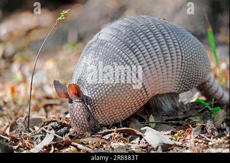 Nine-banded armadillo (Dasypus novemcinctus), Myakka River State Park, Florida, foraging, USA Stock Photo