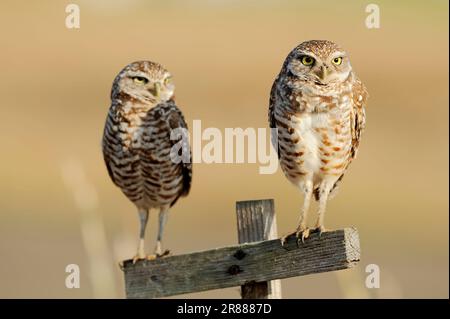 Burrowing owl (Athene cunicularia) pair, Florida, Burrowing Owl, USA Stock Photo