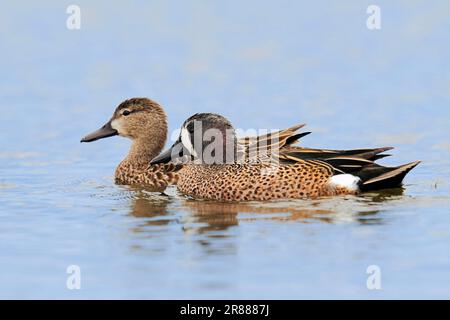 Blue-winged teal (Anas discors), pair, Florida, drake, USA Stock Photo