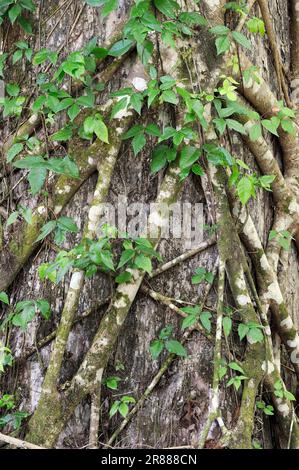 Tree with Florida Strangler Fig (Ficus aurea), Corkscrew Swamp Sanctuary, Florida, USA Stock Photo