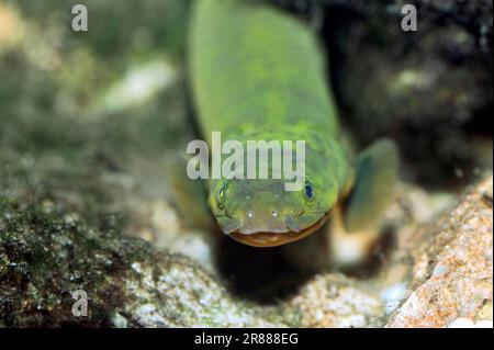 Reedfish (Erpetoichthys reedfish (Calamoichthys calabaricus), Snakefish, Ropefish Stock Photo