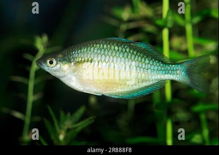 Dwarf Neon Rainbowfish (Melanotaenia praecox), female, side Stock Photo
