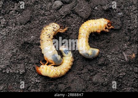 Common Cockchafer (Melolontha melolontha), larvae, North Rhine-Westphalia, Germany, Maybug Stock Photo
