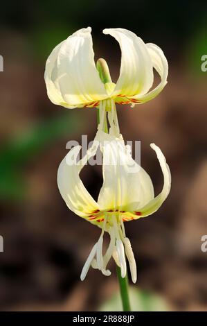 Trout Lily 'White pink fawn lily (Erythronium revolutum), Pink Grass Lily, Mahogany Grass Lily, Dogtooth Violet Stock Photo