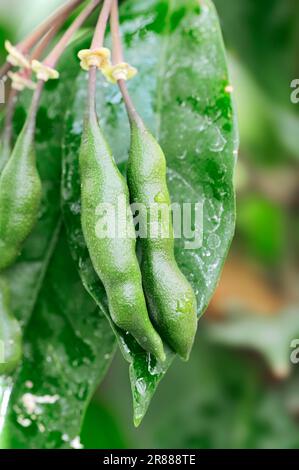 Cola (Cola acuminata) tree, fruit, cola Stock Photo