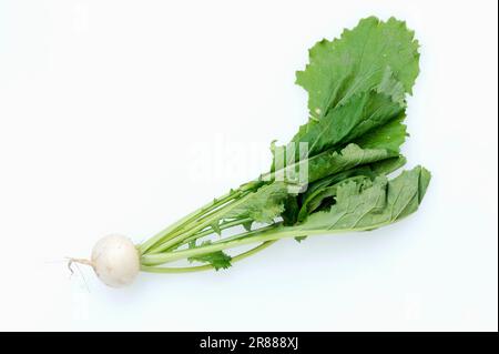 May turnip (Brassica rapa ssp. rapa var. majalis) Stock Photo