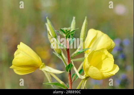 Evening Primrose (Oenothera rubricaulis), North Rhine-Westphalia, Germany Stock Photo