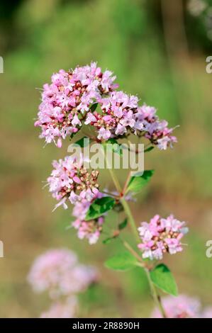 Majoram, North Rhine-Westphalia, Germany, Oregano (Origanum vulgare) Stock Photo