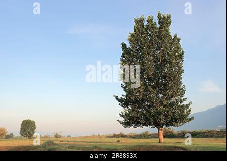 Black Poplar (Populus nigra), Geece Stock Photo