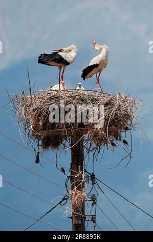 White stork (Ciconia ciconia), pair and young birds in nest, rattling, clattering, power line pole, electricity pole, Greece Stock Photo