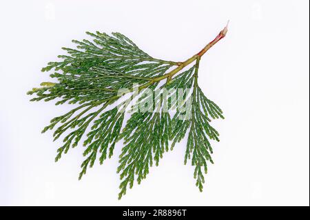 California incense cedar (Calocedrus decurrens) 'Aureovariegata' (Libocedrus decurrens), California post cedar Stock Photo