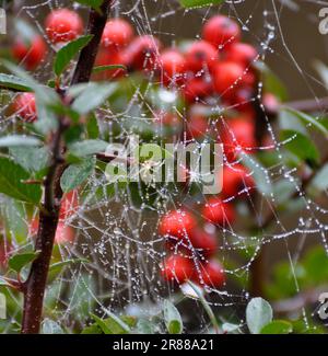 Dog rose (Rosa canina) Spider's web with dewdrops Stock Photo