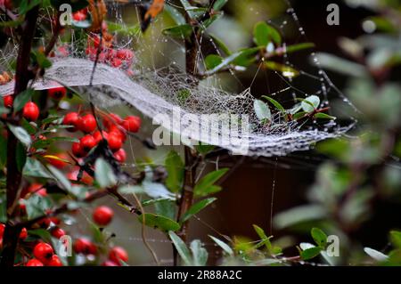 Dog rose (Rosa canina) Spider's web with dewdrops Stock Photo