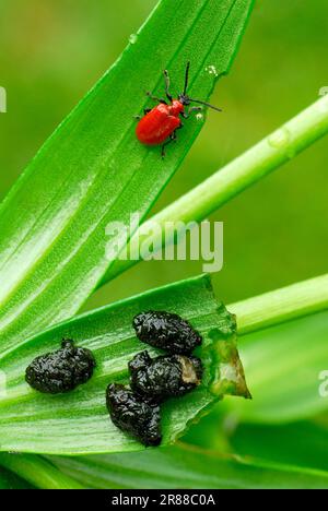 Scarlet lily beetle (Lilioceris lilii) and larvae Stock Photo
