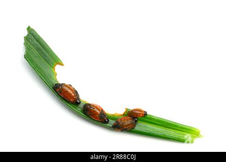Scarlet lily beetle (Lilioceris lilii) grubs Stock Photo