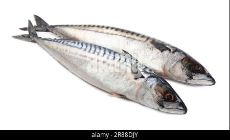 Two tasty raw mackerels isolated on white Stock Photo