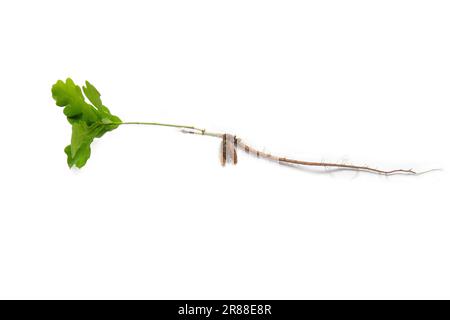 Germinating acorn of Oak tree: leaf, acorn and root, isolated on white background Stock Photo