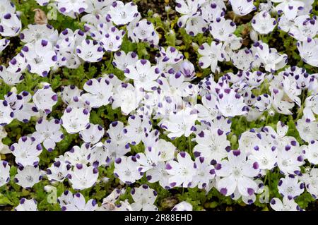 Spotted knapweed (Nemophila maculata), waterleaf family ...