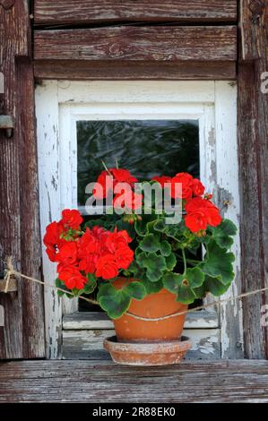 Geranium on windowsill, Bavaria, Germany Stock Photo