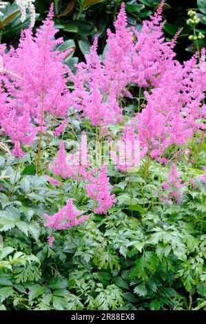 Astilbe (Astilbe simplicifolia) Stock Photo