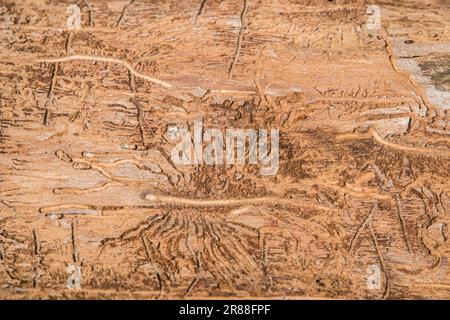 Tree stump surface eaten by woodworms closeup as wooden background Stock Photo