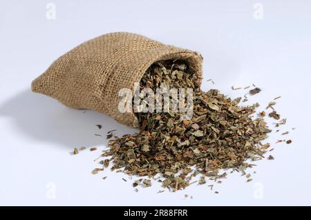 Steamed (Radix (gastropod) ) Rhubarb Root et Rhizoma (Rehum palmatum) (Rheum tanguticum) (Rheum officinale), Steamed Rhubarb Root, Zhi Da Huang Stock Photo