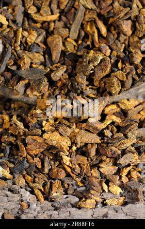 Steamed (Radix (gastropod) ) Rhubarb Root et Rhizoma (Rehum palmatum) (Rheum tanguticum) (Rheum officinale), Steamed Rhubarb Root, Zhi Da Huang Stock Photo