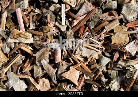 Steamed (Radix (gastropod) ) Rhubarb Root et Rhizoma (Rehum palmatum) (Rheum tanguticum) (Rheum officinale), Steamed Rhubarb Root, Zhi Da Huang Stock Photo