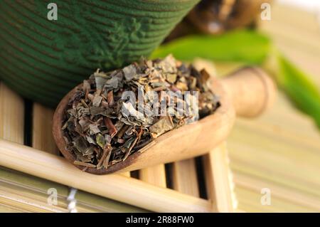 Steamed (Radix (gastropod) ) Rhubarb Root, Rhubarb Root Tea et Rhizoma (Rehum palmatum) (Rheum tanguticum) (Rheum officinale), Steamed Rhubarb Root Stock Photo