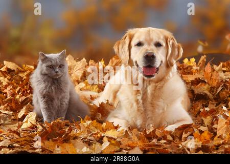 Golden Retriever and British Longhair, Blue, British Longhair Cat, Highlander, Lowlander, Britanica, BLH, Autumn Leaves Stock Photo