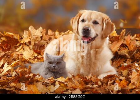 Golden Retriever and British Longhair, Blue, British Longhair Cat, Highlander, Lowlander, Britanica, BLH, Autumn Leaves Stock Photo