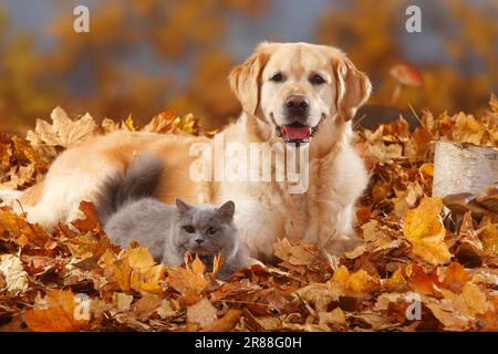 Golden Retriever and British Longhair, Blue, British Longhair Cat, Highlander, Lowlander, Britanica, BLH, Autumn Leaves Stock Photo