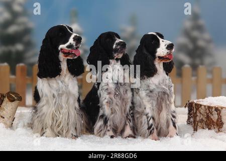 English Cocker Spaniel, black and white, English Cocker Spaniel Stock Photo