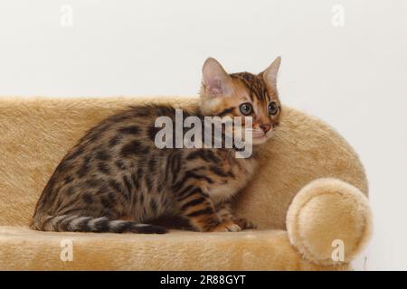 Bengal cat, kitten, 8 weeks, sideways Stock Photo - Alamy