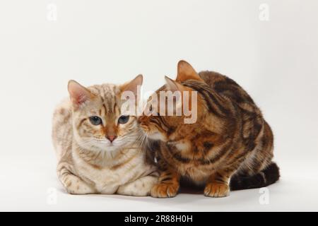 Bengal Cats, Snow Bengals and Marbled Bengals Stock Photo