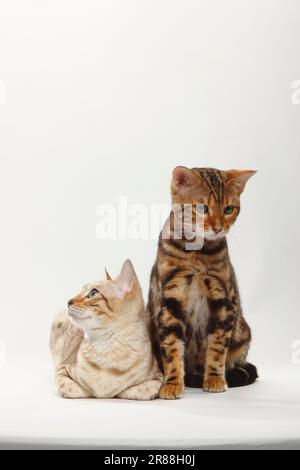 Bengal Cats, Snow Bengals and Marbled Bengals Stock Photo