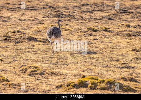 A flightless Nandu ratite in the grasslands of the pampas of Argentina, Patagonia, South America Stock Photo