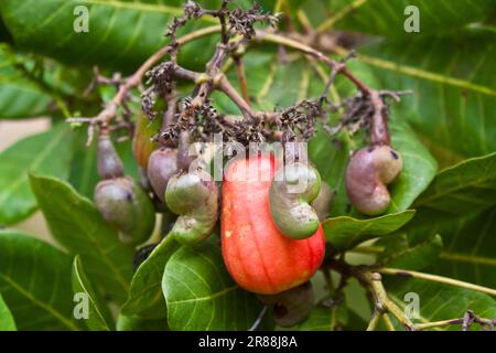 Cashew tree (Anacardium occidentale) fruit, Kenya Stock Photo